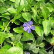 Barvínek menší 'Bowles Cunningham' - Vinca minor 'Bowles Cunningham'