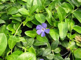 Barvínek menší 'Bowles Cunningham' - Vinca minor 'Bowles Cunningham'
