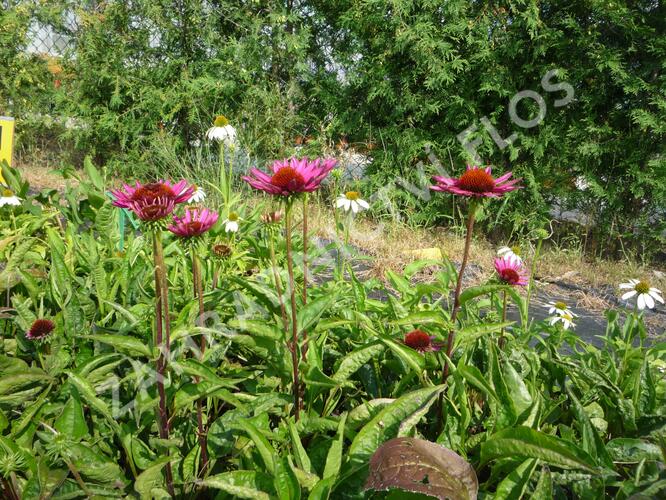 Třapatkovka nachová 'Vintage Wine' - Echinacea purpurea 'Vintage Wine'