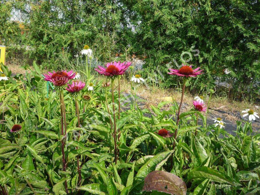 Třapatkovka nachová 'Vintage Wine' - Echinacea purpurea 'Vintage Wine'