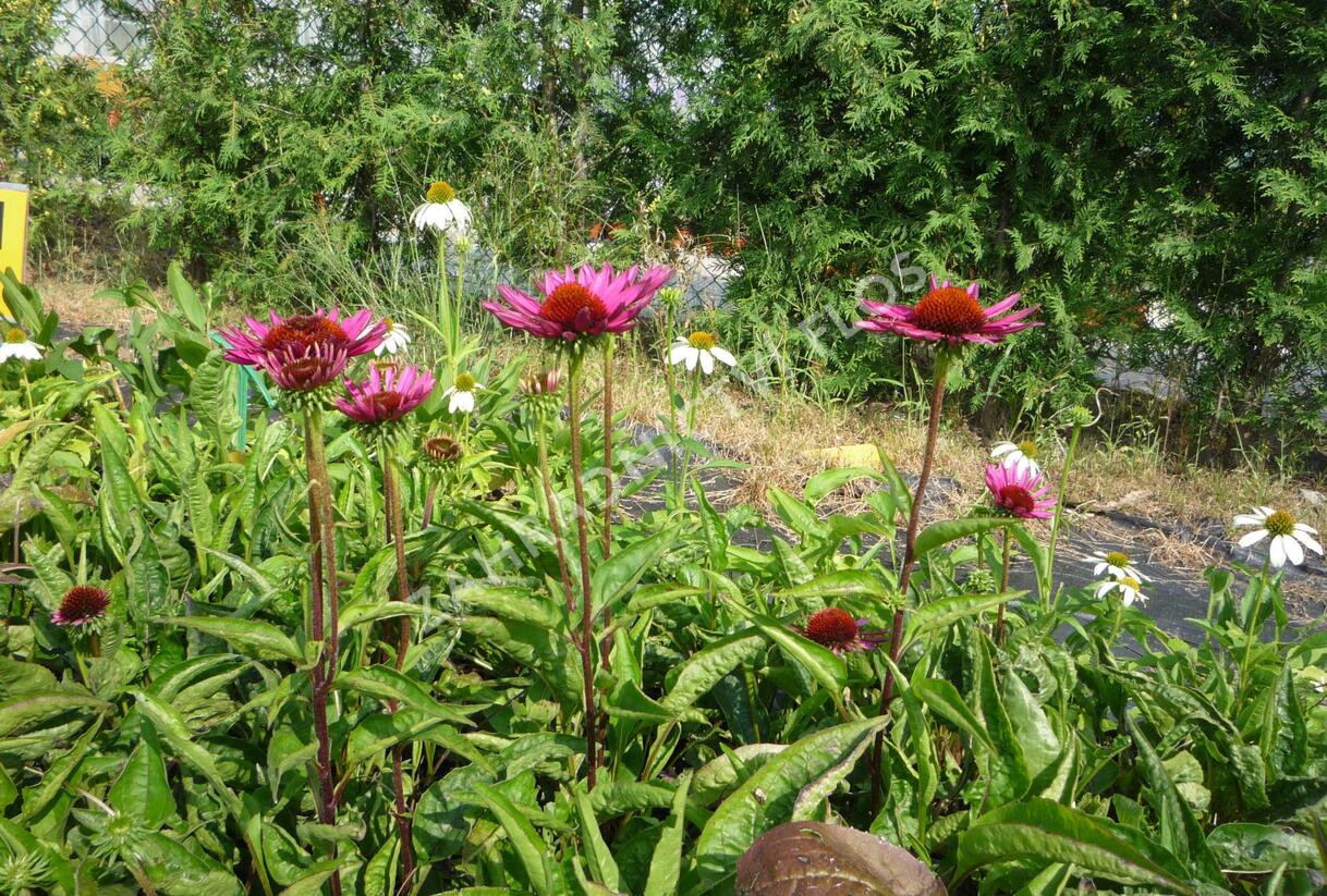 Třapatkovka nachová 'Vintage Wine' - Echinacea purpurea 'Vintage Wine'