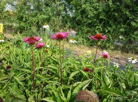 Třapatkovka nachová 'Vintage Wine' - Echinacea purpurea 'Vintage Wine'