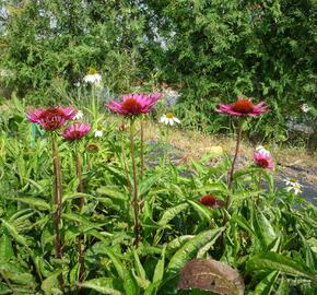 Třapatkovka nachová 'Vintage Wine' - Echinacea purpurea 'Vintage Wine'