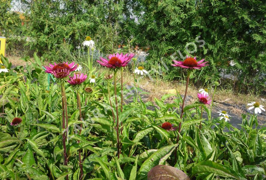 Třapatkovka nachová 'Vintage Wine' - Echinacea purpurea 'Vintage Wine'