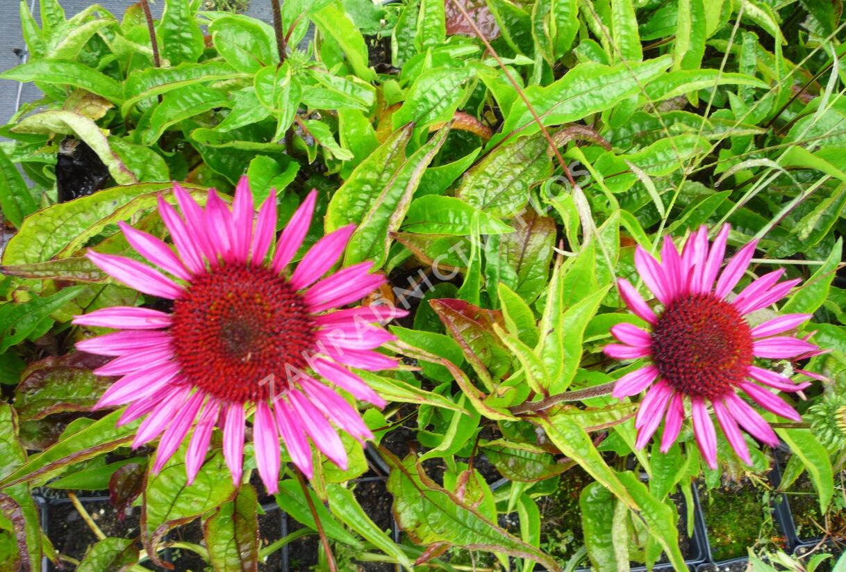 Třapatkovka nachová 'Vintage Wine' - Echinacea purpurea 'Vintage Wine'