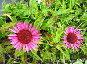 Třapatkovka nachová 'Vintage Wine' - Echinacea purpurea 'Vintage Wine'