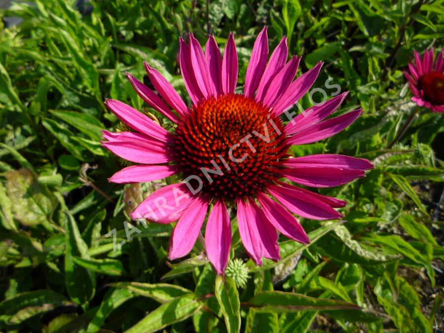 Třapatkovka nachová 'Vintage Wine' - Echinacea purpurea 'Vintage Wine'