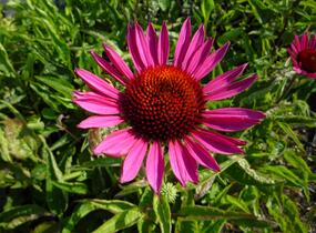 Třapatkovka nachová 'Vintage Wine' - Echinacea purpurea 'Vintage Wine'