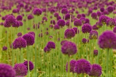 Česnek obrovský - Allium giganteum