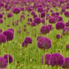 Česnek obrovský - Allium giganteum