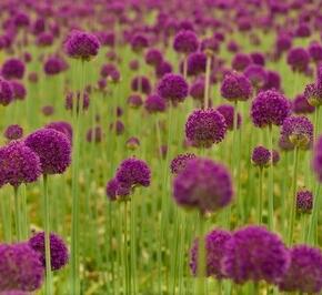 Česnek obrovský - Allium giganteum