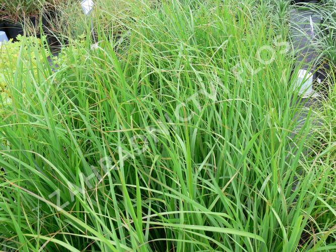 Třtina rákosovitá - Calamagrostis brachytricha