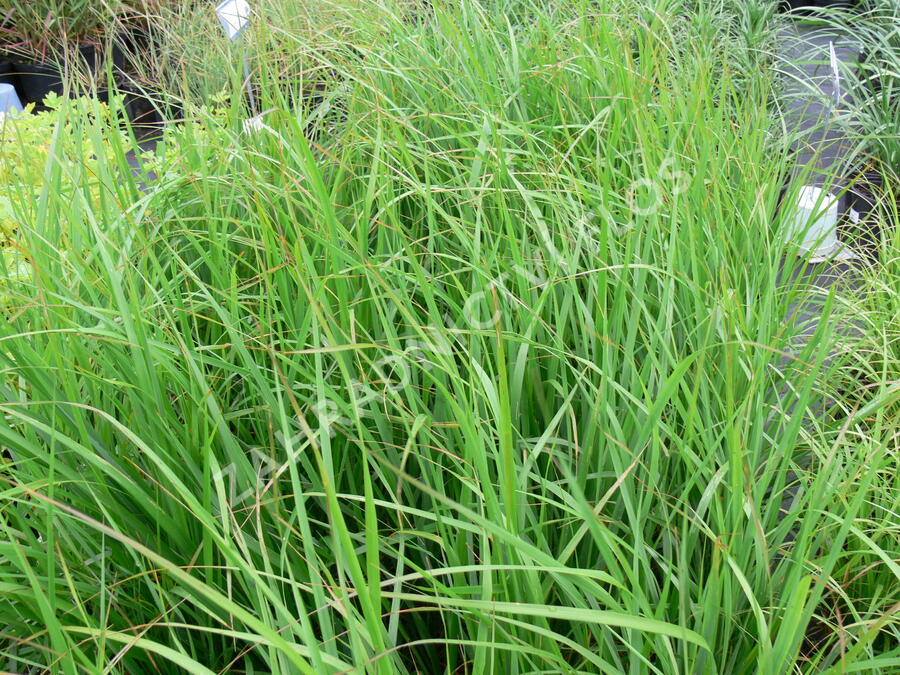 Třtina rákosovitá - Calamagrostis brachytricha