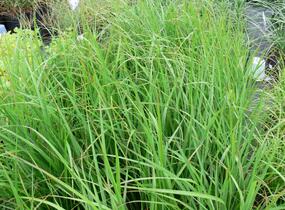 Třtina rákosovitá - Calamagrostis brachytricha