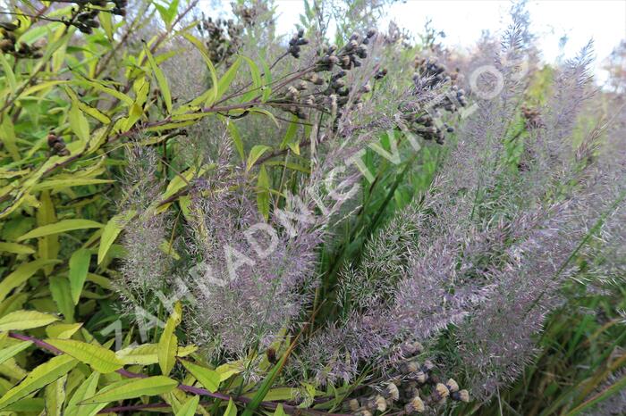 Třtina rákosovitá - Calamagrostis brachytricha