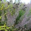 Třtina rákosovitá - Calamagrostis brachytricha