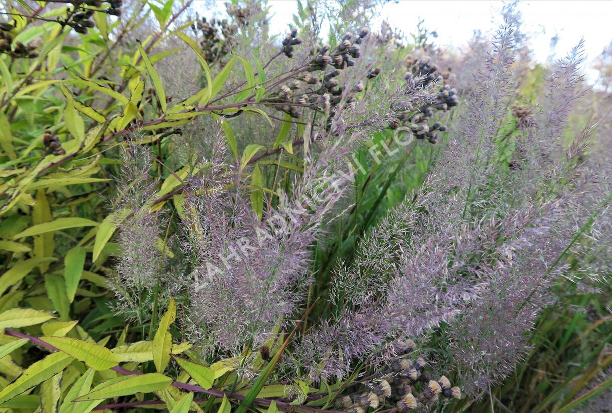 Třtina rákosovitá - Calamagrostis brachytricha