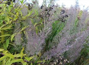 Třtina rákosovitá - Calamagrostis brachytricha