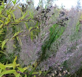 Třtina rákosovitá - Calamagrostis brachytricha