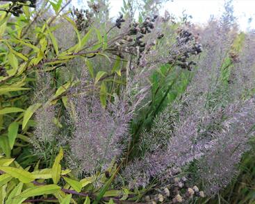 Třtina rákosovitá