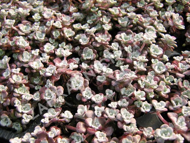 Rozchodník lžičkolistý 'Purpureum' - Sedum spathulifolium 'Purpureum'