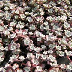 Rozchodník lžičkolistý 'Purpureum' - Sedum spathulifolium 'Purpureum'
