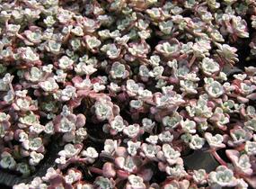 Rozchodník lžičkolistý 'Purpureum' - Sedum spathulifolium 'Purpureum'