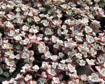 Rozchodník lžičkolistý 'Purpureum'