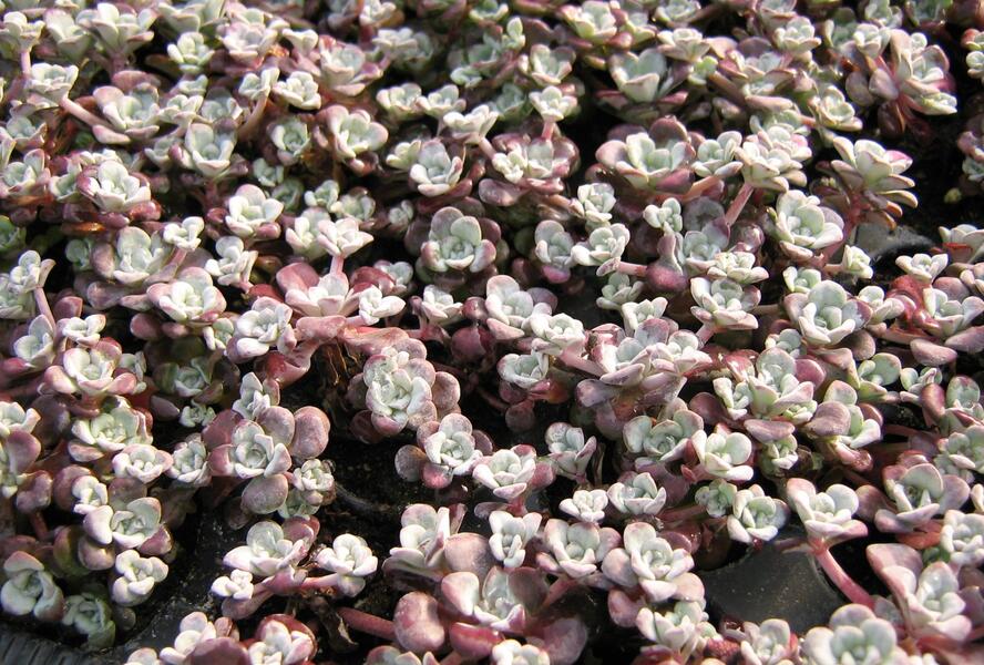 Rozchodník lžičkolistý 'Purpureum' - Sedum spathulifolium 'Purpureum'