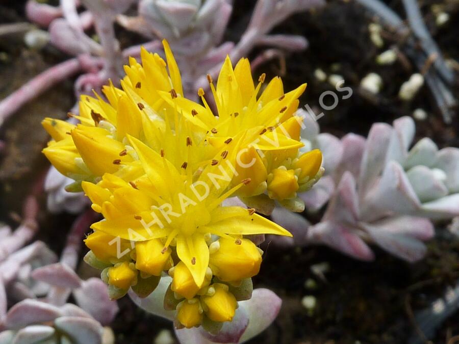 Rozchodník lžičkolistý 'Purpureum' - Sedum spathulifolium 'Purpureum'