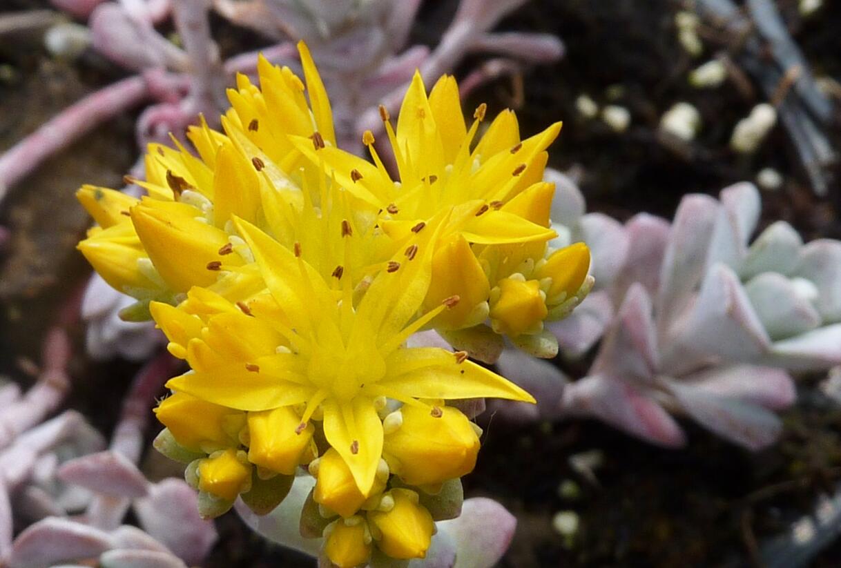 Rozchodník lžičkolistý 'Purpureum' - Sedum spathulifolium 'Purpureum'