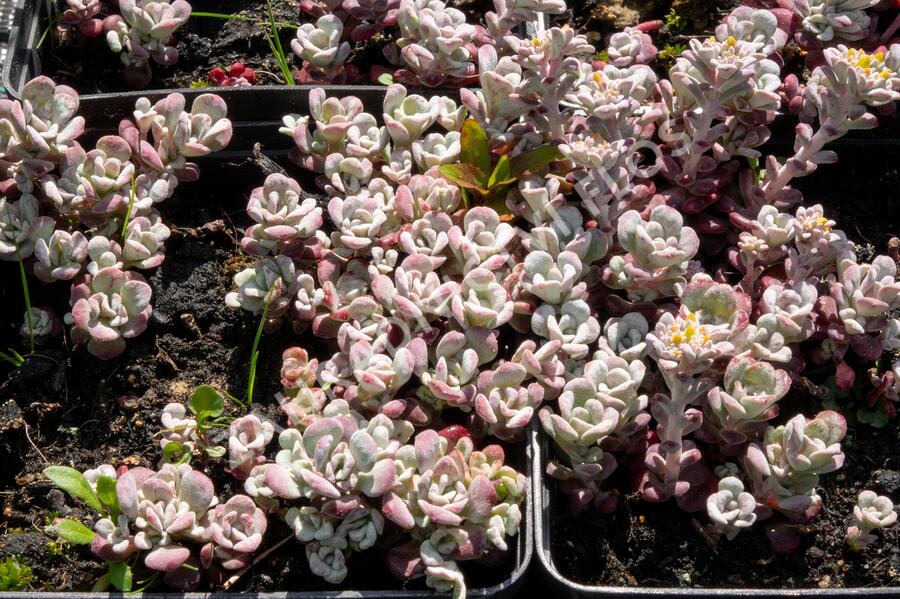 Rozchodník lžičkolistý 'Purpureum' - Sedum spathulifolium 'Purpureum'