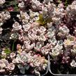 Rozchodník lžičkolistý 'Purpureum' - Sedum spathulifolium 'Purpureum'