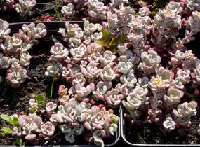 Rozchodník lžičkolistý 'Purpureum' - Sedum spathulifolium 'Purpureum'