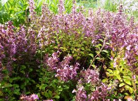 Ožanka kalamandra - Teucrium chamaedrys