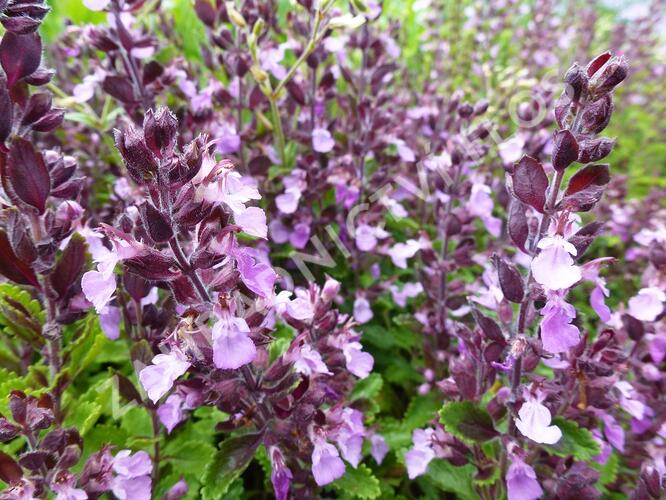 Ožanka kalamandra - Teucrium chamaedrys