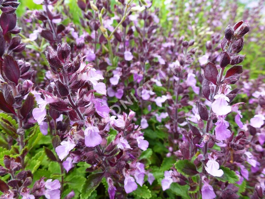 Ožanka kalamandra - Teucrium chamaedrys