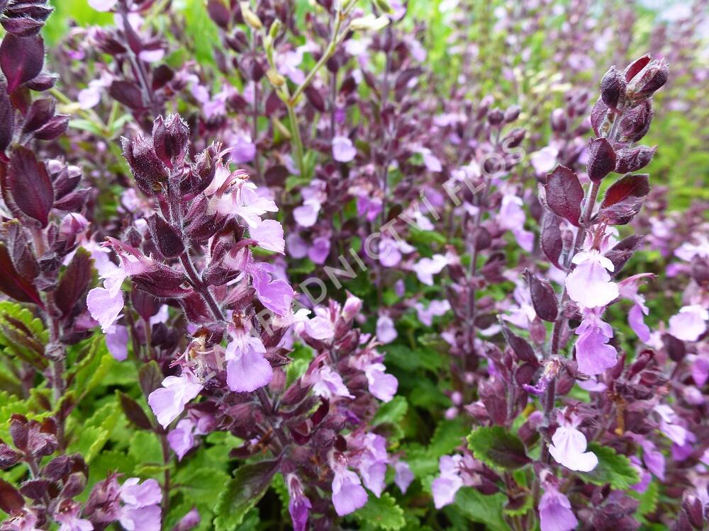 Ožanka kalamandra - Teucrium chamaedrys