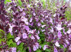 Ožanka kalamandra - Teucrium chamaedrys