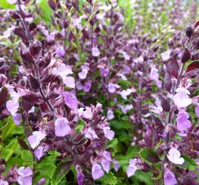 Ožanka kalamandra - Teucrium chamaedrys