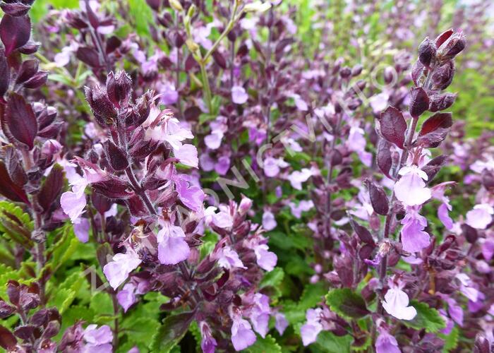 Ožanka kalamandra - Teucrium chamaedrys