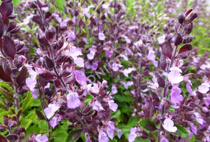 Ožanka kalamandra - Teucrium chamaedrys