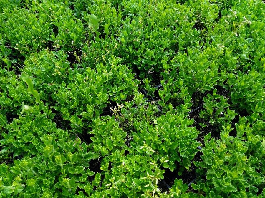 Ožanka kalamandra - Teucrium chamaedrys