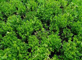 Ožanka kalamandra - Teucrium chamaedrys