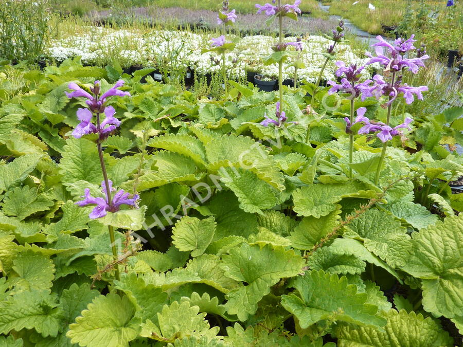 Čistec velkokvětý - Stachys grandiflora (macrantha)