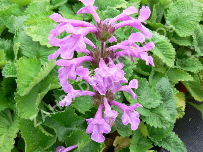 Čistec velkokvětý - Stachys grandiflora (macrantha)