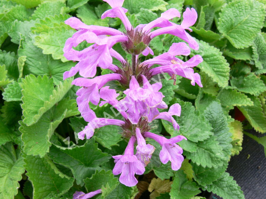 Čistec velkokvětý - Stachys grandiflora (macrantha)