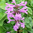 Čistec velkokvětý - Stachys grandiflora (macrantha)