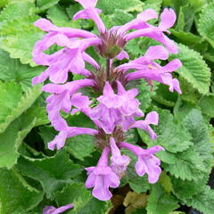 Čistec velkokvětý - Stachys grandiflora (macrantha)