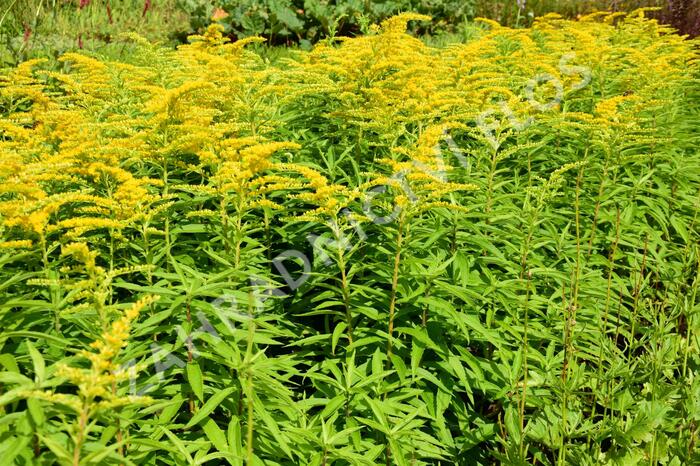 Zlatobýl 'Strahlenkrone' - Solidago 'Strahlenkrone'